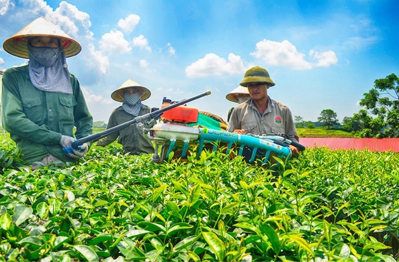&nbsp;C&aacute;c hộ d&acirc;n trồng ch&egrave; tr&ecirc;n địa b&agrave;n huyện Hải H&agrave; đang c&oacute; sự li&ecirc;n kết chặt chẽ.