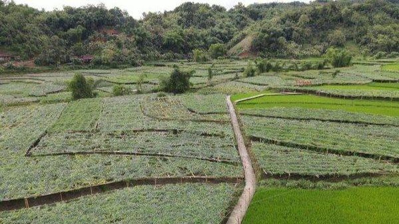 Vùng trồng bí xanh thơm trên giàn treo tại huyện Ba Bể.