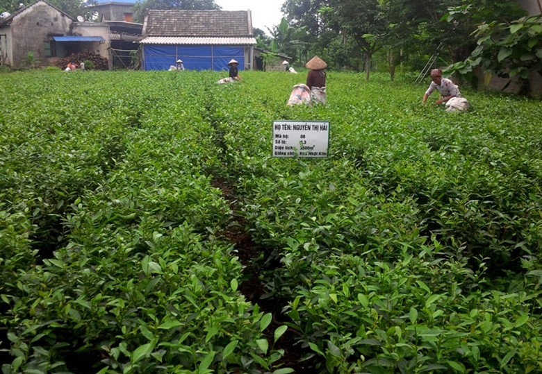 Nhờ hiệu quả từ các chính sách an sinh, năng suất lao động của người dân từng bước được nâng cao. Ảnh chỉ có tính minh họa - Đặng Hiếu.