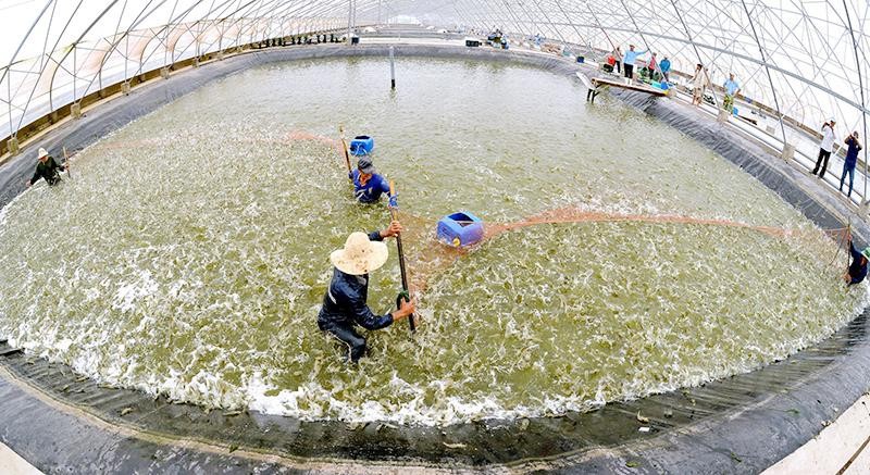 Thu hoạch tôm giống nuôi theo mô hình ứng dụng công nghệ cao ở Bạc Liêu. Ảnh: Phan Thanh Cường
