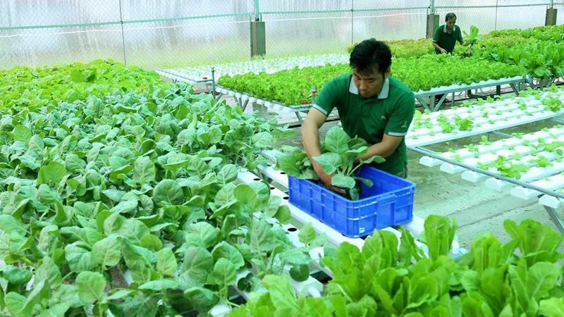 Sản xuất và xuất khẩu nông sản hữu cơ còn phải đối diện với nhiều thách thức.