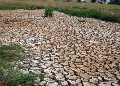 Hạn hán đang gây thiệt hại nặng nề ở ĐBSCL