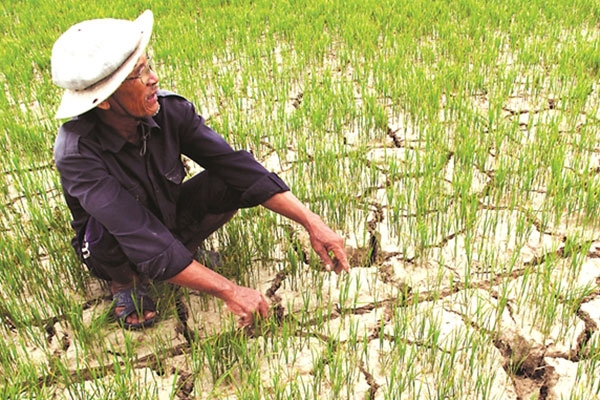 Cần chuyển đổi cơ cấu cây trồng để ứng phó với hạn hán