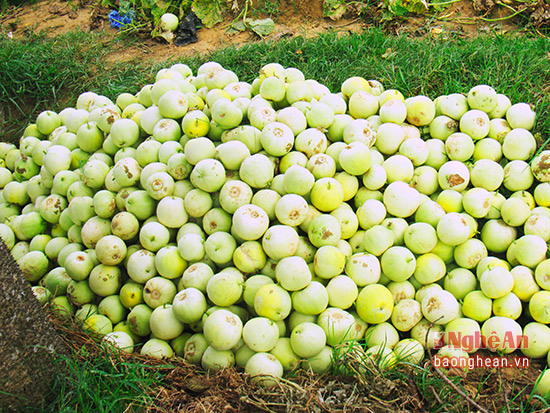Dưa lê Thiên Mật