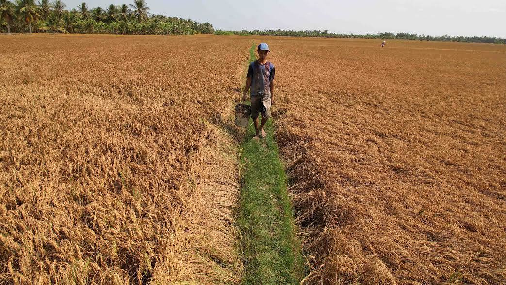 sản xuất nông nghiệp Trà Vinh do thiên tai