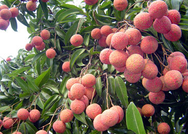vải thiều Bắc Giang
