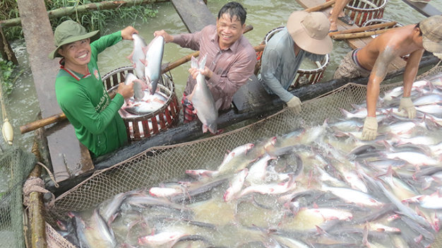 Cá tra Việt Nam