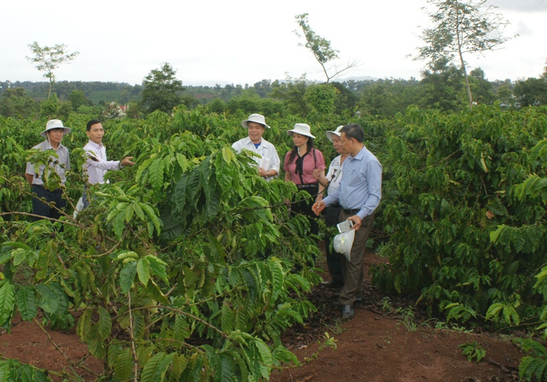 Mô hình cà phê chống hạn