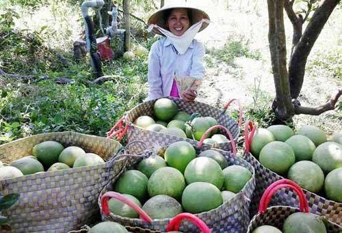 Trái cây miền Nam