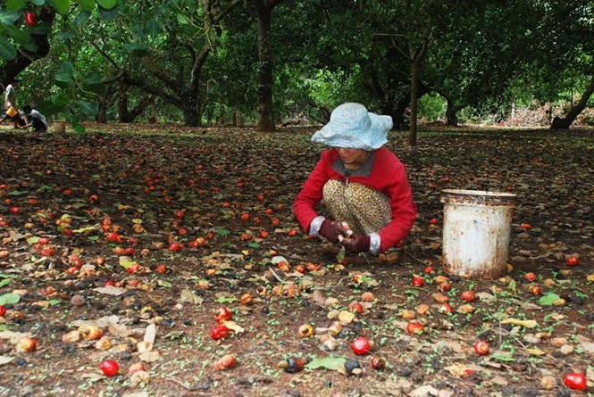 Vườn điều mùa thu hoạch