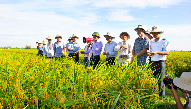 Tham quan mô hình sản xuất hạt giống lúa lai F1 tại Nam Định