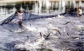 Thiếu nguyên liệu sản xuất vì hạn hán