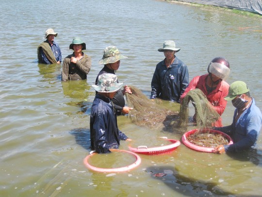 Tôm Việt Nam bị nước ngoài cảnh báo nhiễm kháng sinh