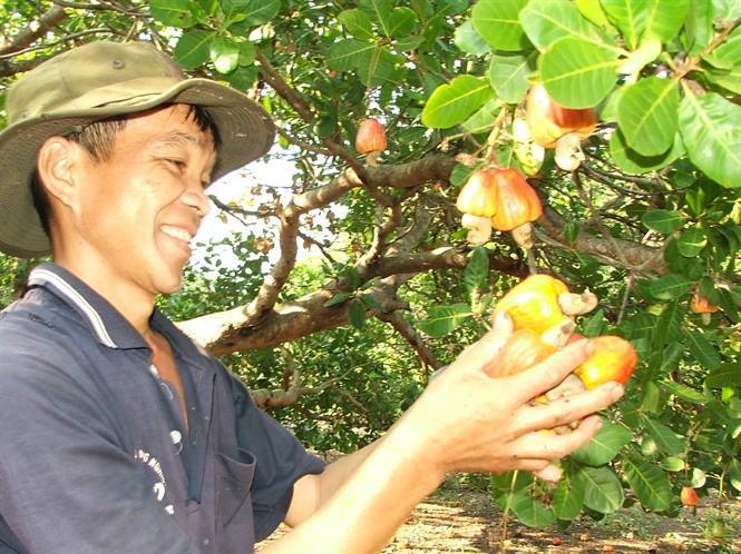 người nông dân vui mừng vì điều được giá