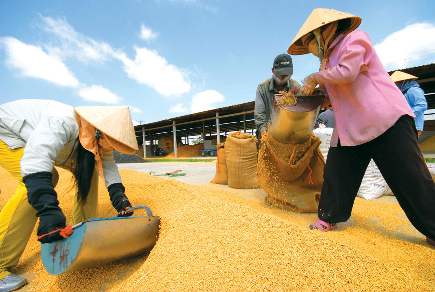 6 tháng cuối năm 2016, ưu tiên XK gạo thơm