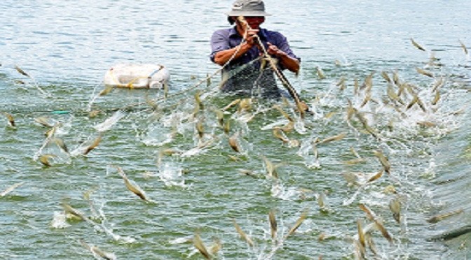 Nuôi tôm nước lợ
