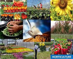 Sản phẩm trồng trọt ước đạt 7,5 tỷ USD