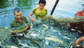 Cần áp dụng các mô hình tiên tiến hướng đến sản xuất thủy sản bền vững