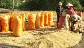 Giá lúa giảm mạnh, từ 400-800 đồng/kg