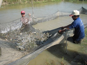 Ngành tôm Việt Nam đang đối mặt với sự bất ổn, giá thành cao và tính cạnh tranh kém.