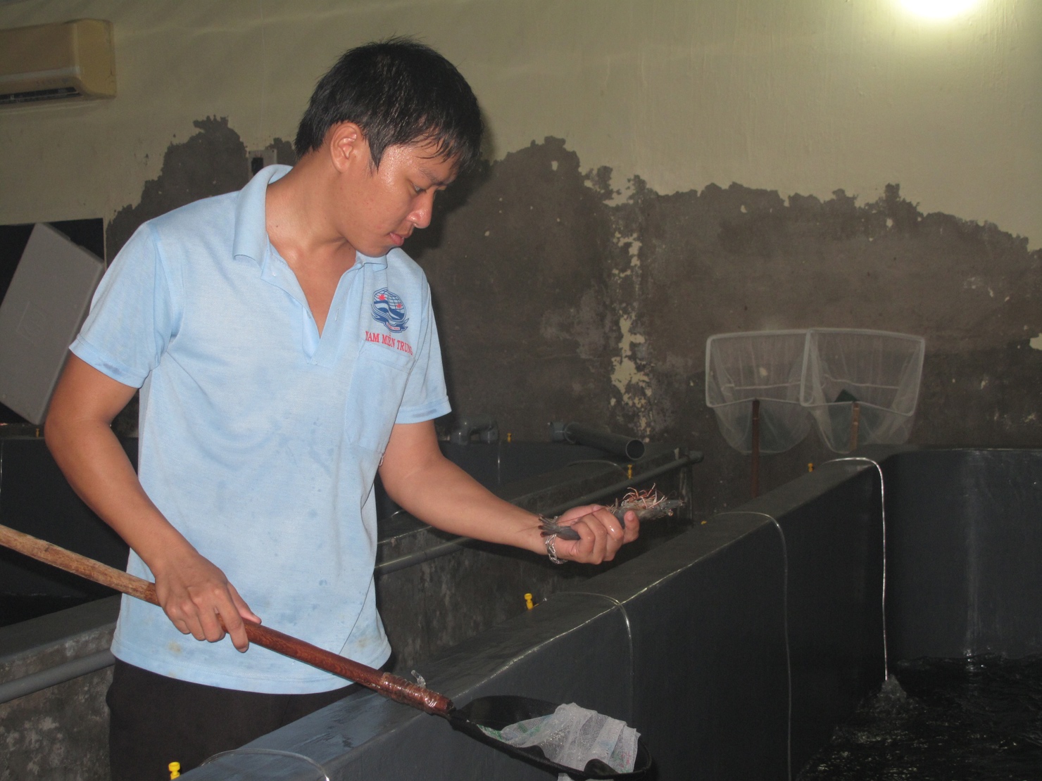 Con tôm hiện nay được coi là một mặt hàng chiến lược hàng hóa của Việt Nam