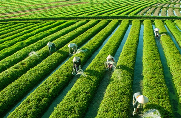 Thực phẩm sạch là một thị trường vô cùng hấp dẫn
