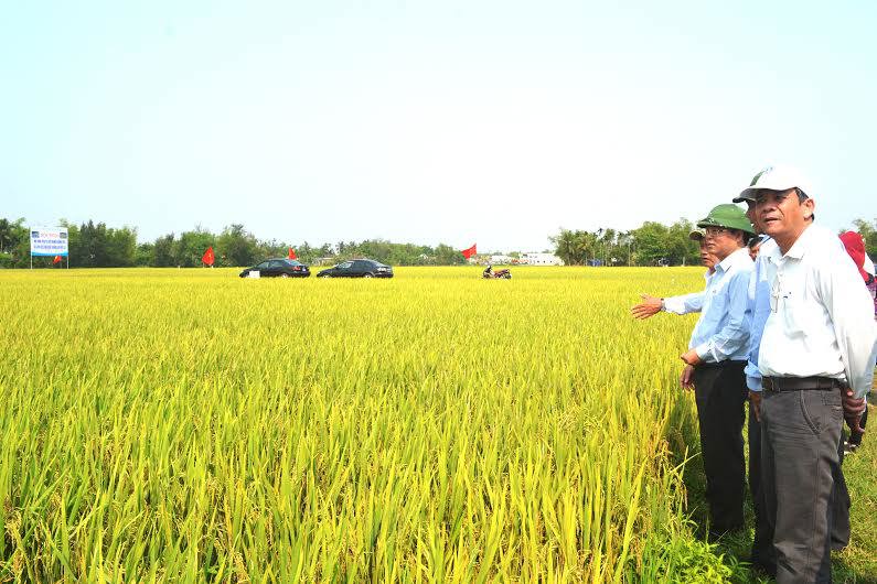 Tích tụ ruộng đất mà vẫn bảo đảm được quyền lợi của người nông dân