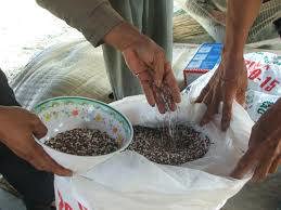 Phân bón giả đang hành hoành trên thị trường