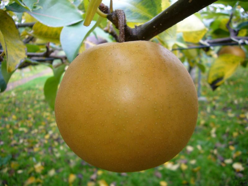 Lê Nhật Bản