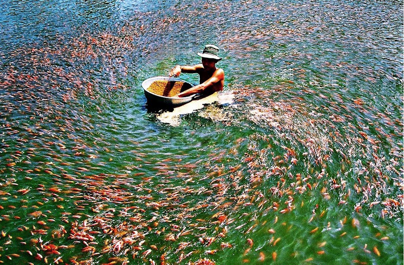 Nhật Bản đã có sự điều chỉnh kế hoạch kiểm tra các chỉ tiêu dư lượng kháng sinh đối với các lô hàng thủy sản nhập khẩu từ Việt Nam