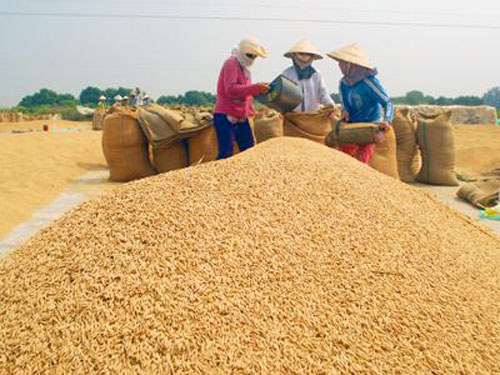 Các bộ, địa phương giám sát việc thu mua thóc để đảm bảo quyền lợi chính đáng của người dân. Nguồn: Internet