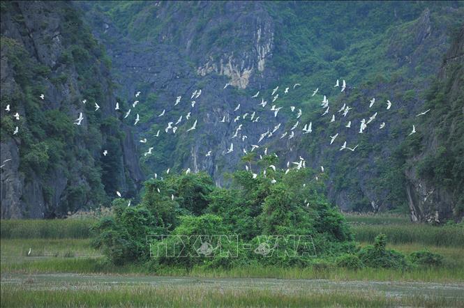 Hàng nghìn, hàng vạn con cò bay lượn trên Đầm Vân Long. Ảnh minh họa: Minh Đức/TTXVN
