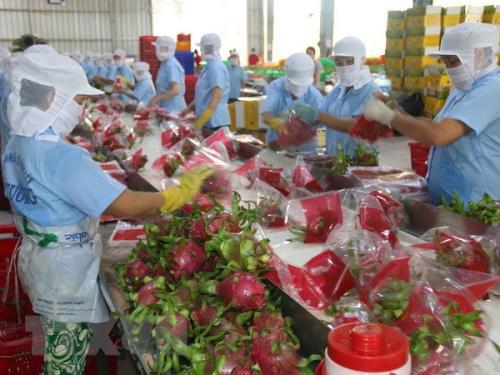 Doanh nghiệp xuất khẩu chủ động lựa chọn sử dụng bao bì thùng giấy hoặc tem nhãn dán lên trái cây. Nguồn: Internet