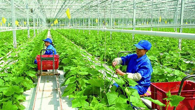 Nghẽn vốn FDI đầu tư vào nông nghiệp công nghệ cao. Nguồn: Internet.