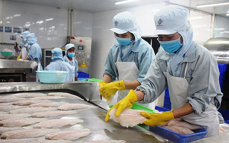 Cá tra được đánh giá rất cao tại thị trường Bắc Âu