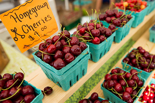 Cherry Mỹ khó xuất sang Trung Quốc do ảnh hưởng của chiến tranh thương mại. Nguồn: Alamy.