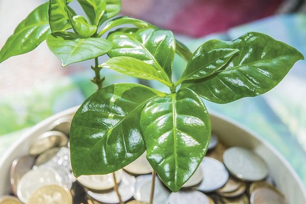 Tín dụng xanh được coi là xu hướng tất yếu của ngành tài chính - ngân hàng toàn cầu.