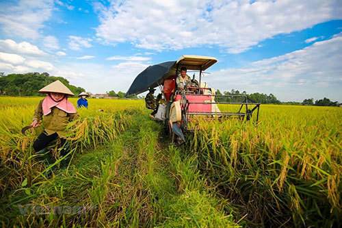 Ảnh minh họa. Nguồn: Internet