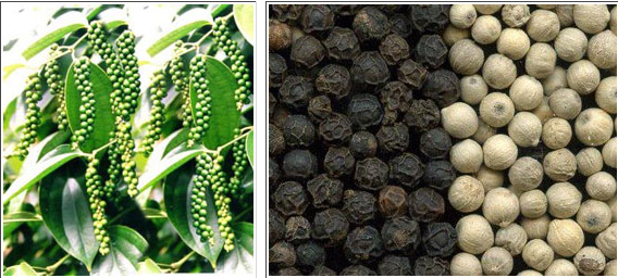 AUM hoạt động trong lĩnh vực sản xuất kinh doanh dịch vụ với hai mảng chính là sản xuất, trồng cây hồ tiêu và các cây ngắn ngày.