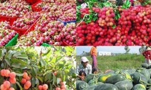 Nếu không đảm bảo được về chất lượng, chúng ta sẽ khó tránh khỏi các cuộc khủng hoảng dư thừa như đã diễn ra đối với các mặt hàng như thịt lợn, dưa hấu hay vải trong thời gian vừa qua