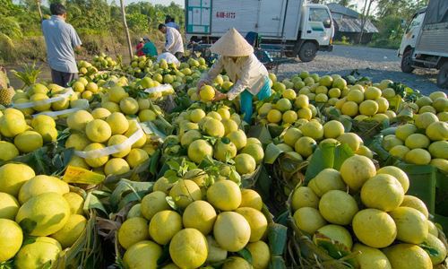 Logistics hạn chế và chi phí quá cao khiến rau quả ở vùng ĐBSCL mất đi nhiều cơ hội. Nguồn: Internet