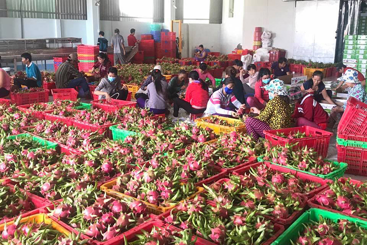 Xuất khẩu rau, quả năm 2017 cất cánh, phá thể độc quyền thủ phủ trái cây miệt vườn Nam bộ. Nguồn: Internet