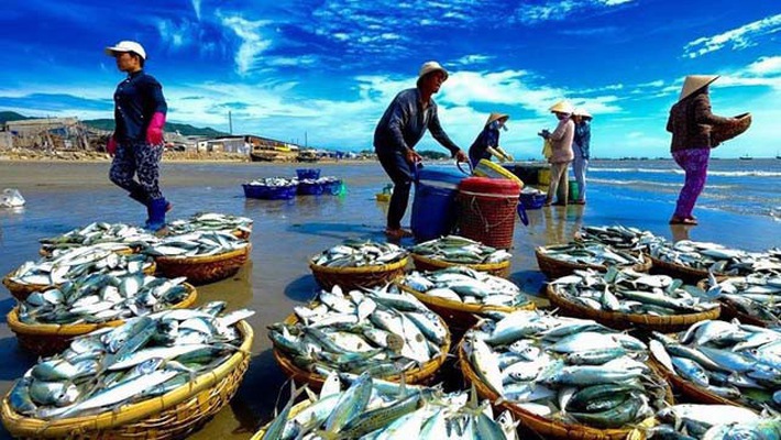 Việc quản lý nghề cá bằng cấp hạn ngạch khai thác là nhằm bảo vệ nguồn lợi thủy sản, tránh tình trạng khai thác hủy diện như hiện nay. Nguồn: Internet