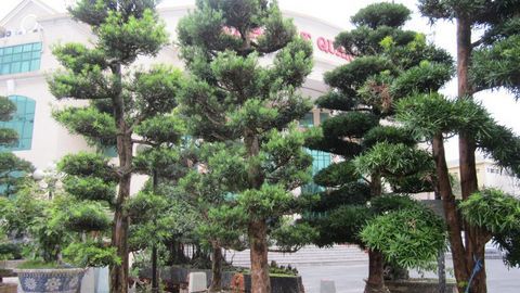 Cây vạn niên tùng giúp mang lại cho gia chủ sự hưng thịnh, may mắn và cho các thành viên trong gia đình nhiều sức khỏe. Nguồn: Internet