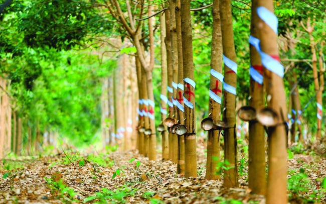 Công ty Cao su Tây Ninh xây dựng và áp dụng chương trình cải tiến Kaizen từ năm 2015 đến nay