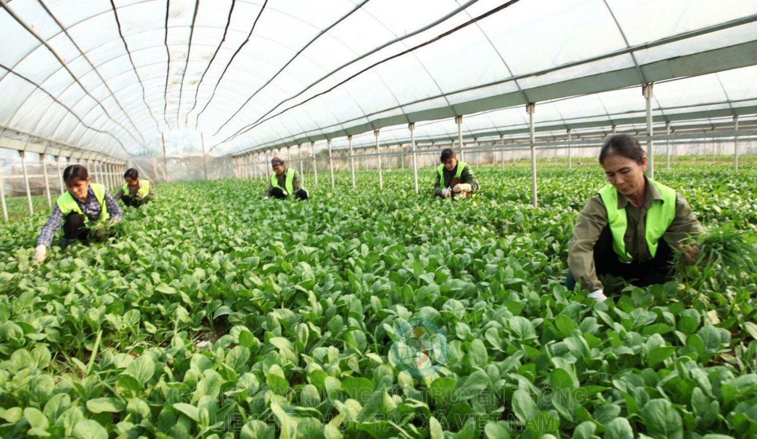 Khách hàng vay vốn từ Quỹ HTX phải có dự án đầu tư hoặc phương án sản xuất, kinh doanh được Quỹ HTX thẩm định, đánh giá là khả thi và có khả năng hoàn trả nợ vay