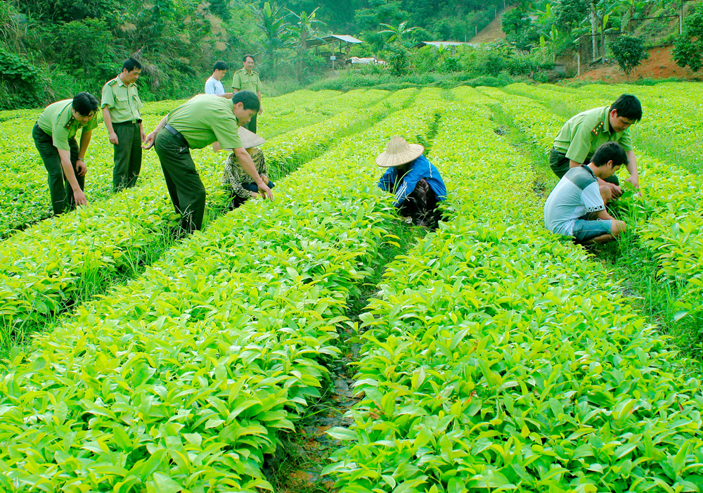 Ngân sách trung ương đảm bảo, hỗ trợ kinh phí thực hiện các dự án phát triển sản xuất giống chủ lực quốc gia