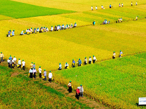 Ảnh minh họa. Nguồn: Internet
