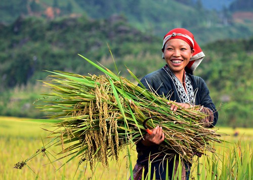 Ảnh minh họa. Nguồn: Internet