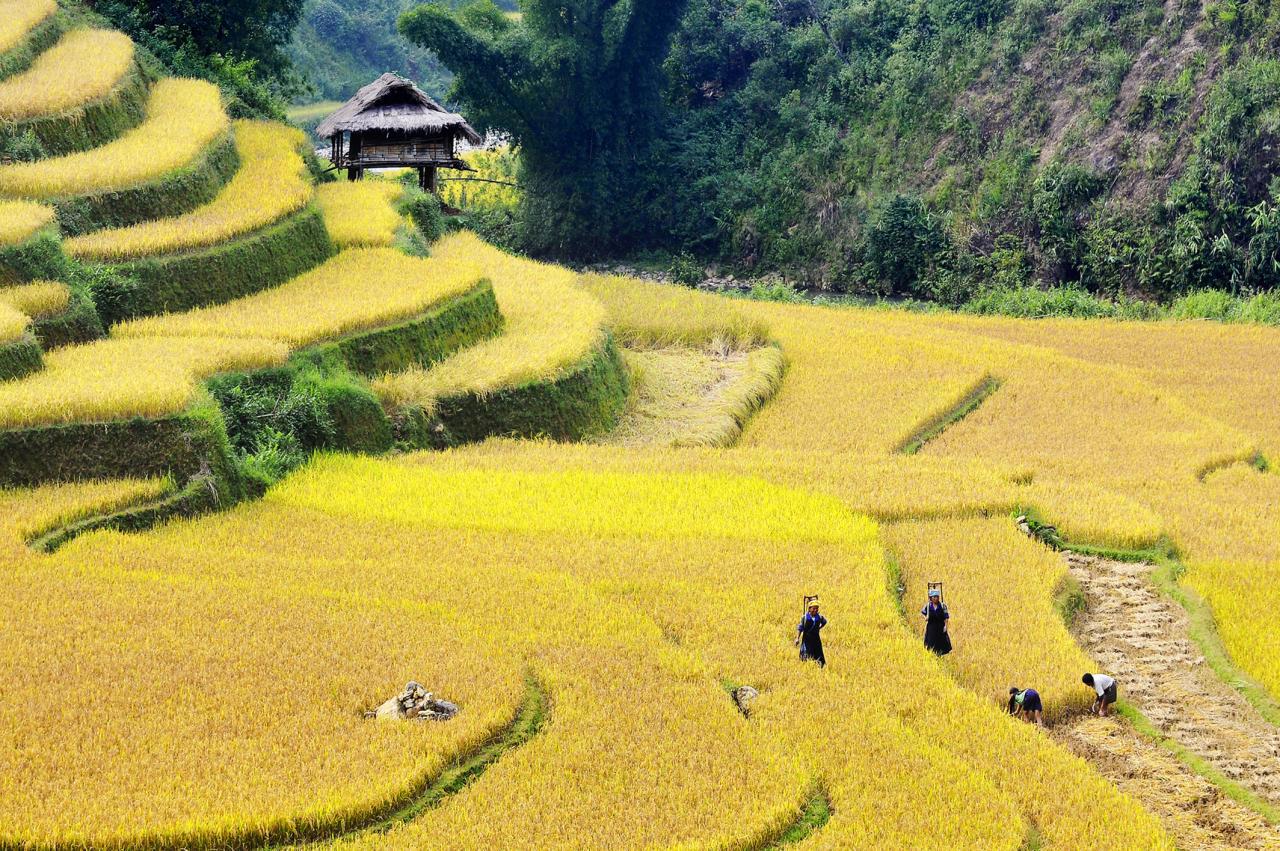 Đầu tư phát triển của toàn xã hội vào lĩnh vực nông nghiệp, nông thôn còn thấp. Nguồn: internet